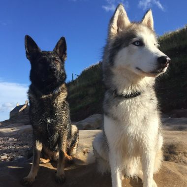Paws and Relax Pet Services