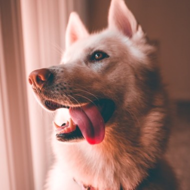 Veterinaria Mondo Cane