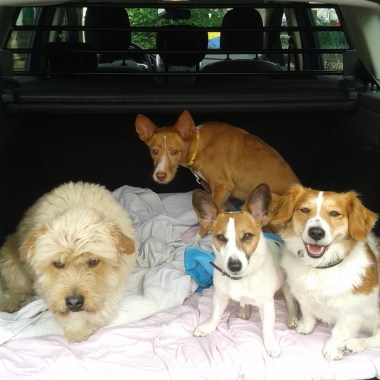 Hundesalon F.U.S.I. - Rudel Style