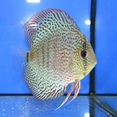 Xavi Aquarium S.l.