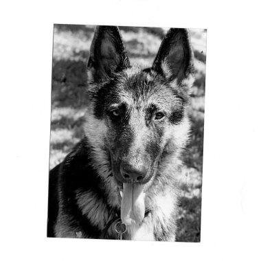 The  Other End Of The leash   Dog Training