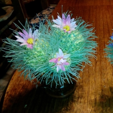 MIS CACTUS Y ALGO MAS