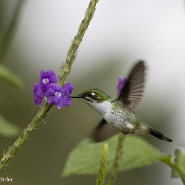 Jocotours Ecuador