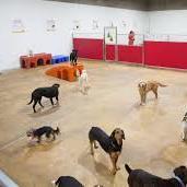 Petsfolio