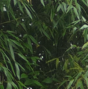 MAISONS JARDINS PROPRES