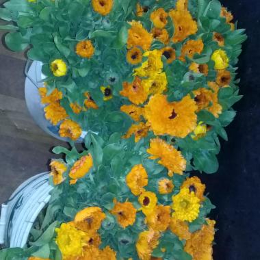 Florería Sol Naciente