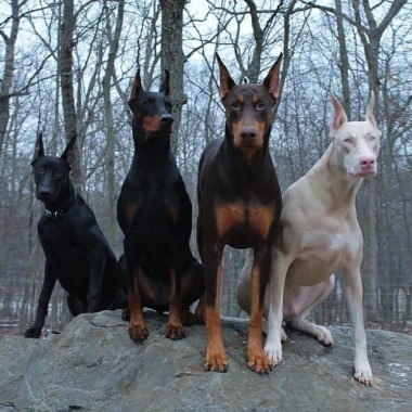 Garou Escuela Canina