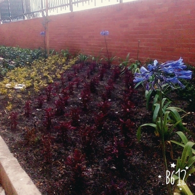 Felipe Morales, Jardinería y mantenimiento de zonas verdes