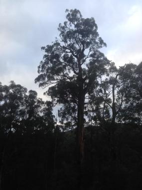 Total Solution Garden Maintenance & Tree Removal