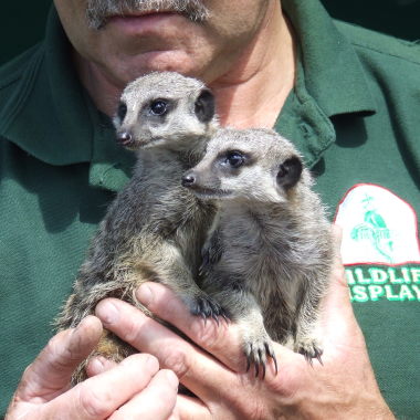 Wildlife Displays