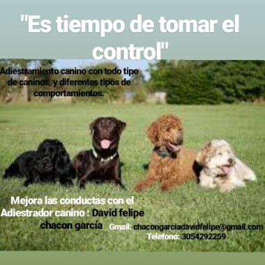 David Felipe chacon adiestrador canino
