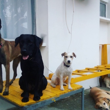 Paseador y adiestrador k9