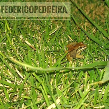 FedericoPedreira Fotografía