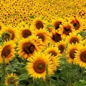 Jaqueline Sclearuc Florais e Reike