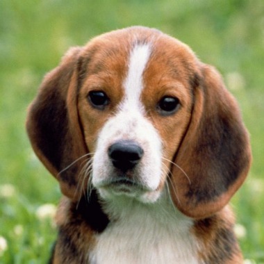 Balade canine