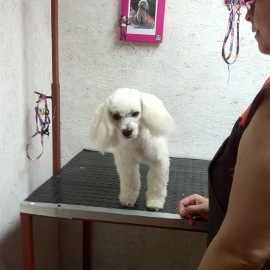 Peluqueria canina nana