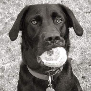 Shamrock Pet Services