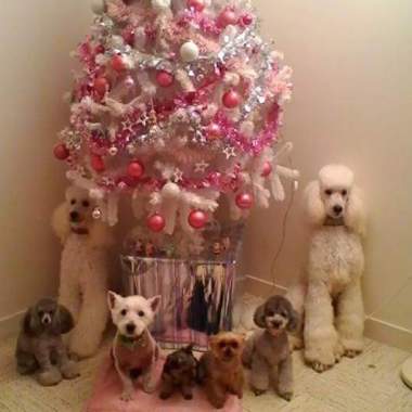 Class ' canine 
