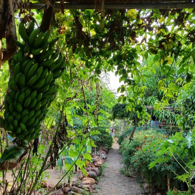 Jyoti's Permaculture
