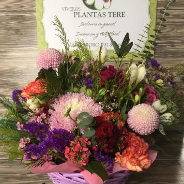 Plantas Tere