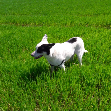 Cristina zerbini  medico veterinario