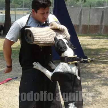 Rodolfo Aguilar