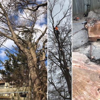 Toronto Tree Guys Inc.