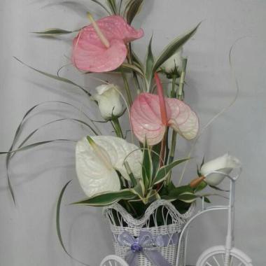 Guilianaflowers