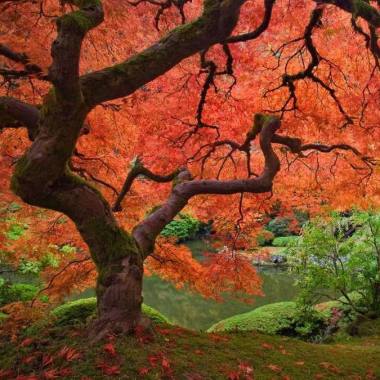 Secret Gardens