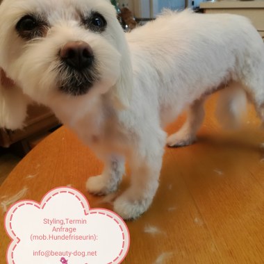 Beauty dog