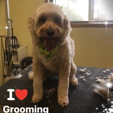 Brooklin Pet Care