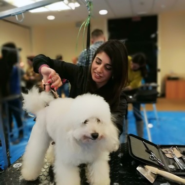 Milanostyle Hundesalon