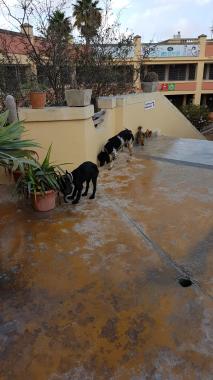 Tat-Targa Boarding Kennels and Grooming