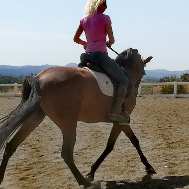 20 años de experiencia con caballos.