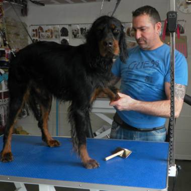 AU CHAT DOG PALACE