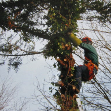 TEJ22 entretien aménagement parcs et jardins