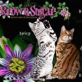 Brownsugar