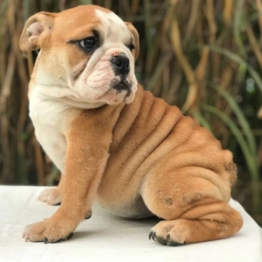 Guardería canina