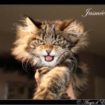 Elevage de Maine Coons des Anges d'Eden