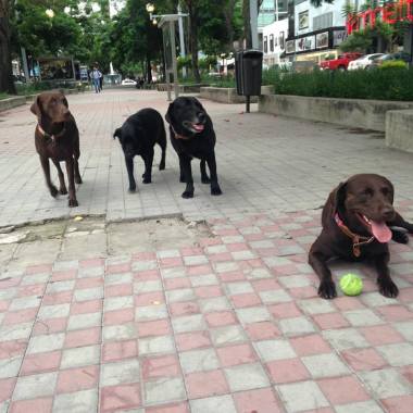 Paseador de perros Alan