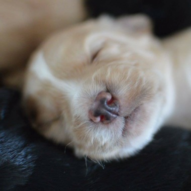 Dreamypawz Dog Walking & Pet Sitting Services