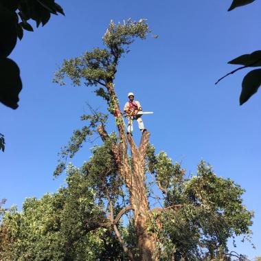 Corte y poda de arboles - A lo pircano
