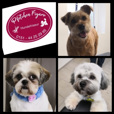 Pfötchen Figaro Hundesalon