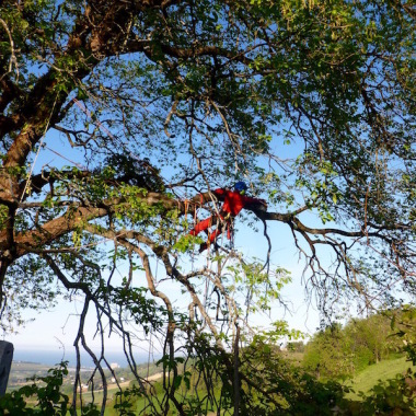 Cura del Verde