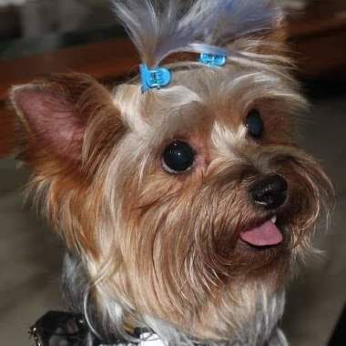 Angels Pet