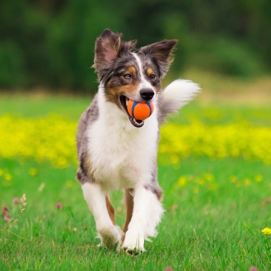 PLAYFUL PUPS BASILDON