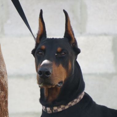 Canil alba