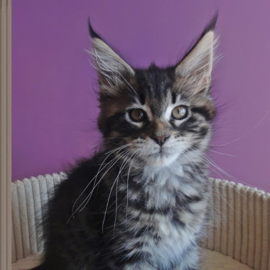 Allforcats