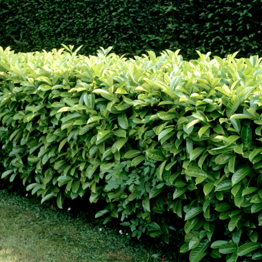 Azdine entretient jardin