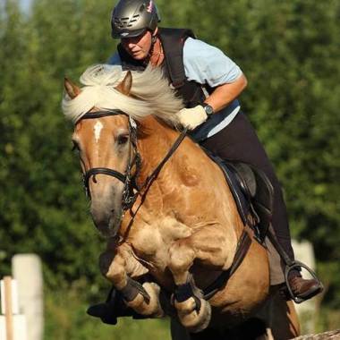 Haflingerhof Gams